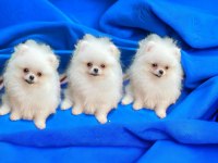 Pomeranian boo teacup