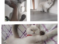 Beyaz pamuk kedim 6 aylık dişi
