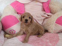 KORE SAF KALİTE SÜT BEBEKLER 14 ŞUBAT BEBEKLERİ KÖPEKLER