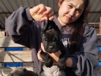 Cane corso yavrularımız çiftliğimızden