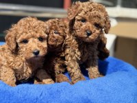 Yasal ruhsatlı çiftlikden toy poodle yavrularımız