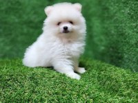 Pomeranian yavrular
