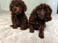 ÇIKOLATALI TOY POODLE BEBEKLER