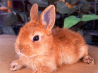 Hollanda Lop Ve Cüce Tavşan Yavrular