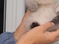 British shorthair kedisi