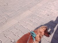 Köpeğimize acil yuva arıyoruz
