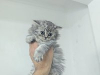 2 aylık dişi british longhair