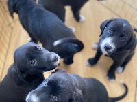 Labrador yavru köpeğimiz