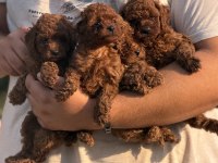 Çiş Eğitimli Sağlık Garantili Aşılı Toy Poodle 