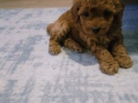 Toy Poodle yavrularımız 50 günlük sağlıklı