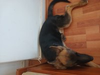 10 Aylık Alman Çoban Köpeği (Workline- Show line) Melez