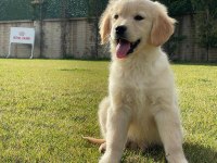 Baby Face Golden Yavruları 