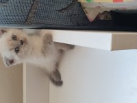 British shorthair ve Scottish fold