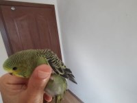 20-25 günlük yavru ele alışık muhabbet kuşu