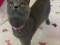 Acil sahiplendirilecek british shorthair