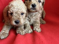 Maltipoo yavrularım yeni yuvasını bekliyor