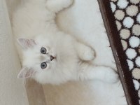 Bulut paşa british longhair