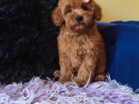 Dişi Toy Poodle Bebeğimiz