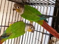 CONURE TAKIMLAR