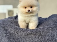 Pomeranian Boo Köpeğimiz