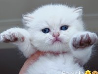 Erkek british longhair kedim