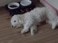 Sevimli yavrum maltipoo