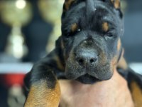 Harika European Doberman Yavruları