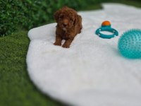 TOYPOODLE YAVRULARIMIZ AŞILI VETERİNER KONTROLLÜ 