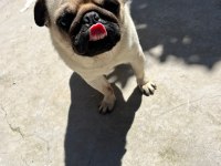 Pug Köpeğimiz İçin Çiftleştirme