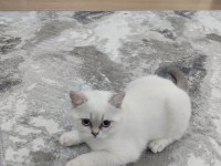 Dişi british shorthair bebek