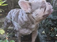 ISABELLA VE FLUFFY TAŞIYICI FAVORİ RENKLERDE BEBEK KÖPEKLER