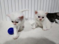 British shorthair bebekler