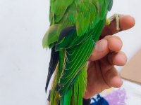 3-4 Aylık Yavru Pakistan Papağanları