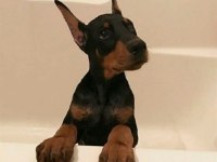 Reklama İhtiyacı Olmayan Doberman Yavrular (Estetikli)