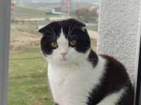 1.5 yaşında cins kedimiz