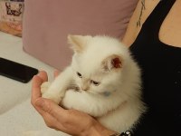 Scottish Fold Yavru Kedimiz