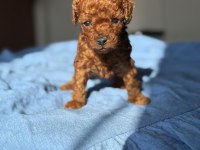 Erkek Teacup POODLE