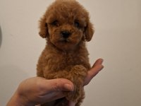 TOY POODLE YAVRULARIM SAĞLIK VE IRK GARANTİLİDİR