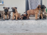 ORJİNAL SAF BELÇİKA MALİNOİS DELİ BUNLAR