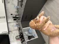 20 günlük toy poodle yavruları