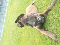 Show Kalite Belçika Malinois Bebeklerimiz