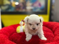 Mini boy maltese yavrumuz