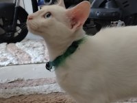 8 Aylık Erkek Van Kendisi