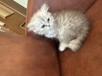 4 tane yavru var scottish fold british longhair