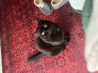 Yakışıklı british shorthair ateşimize yuva