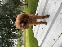 12-13 Aylık Toy Poodle Dişi