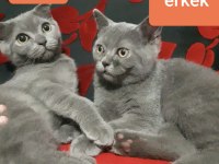 Scottish ve british shorthair