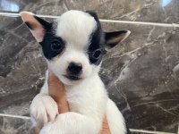 Elma Kafa Tea Cup Chihuahua