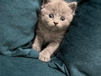 British Shorthair Kedisi