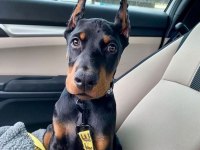 HEYBETLİ ESTETİKLİ DOBERMAN SAĞLIK ve ırk GARANTİLİ